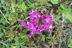 Pedicularis punctata